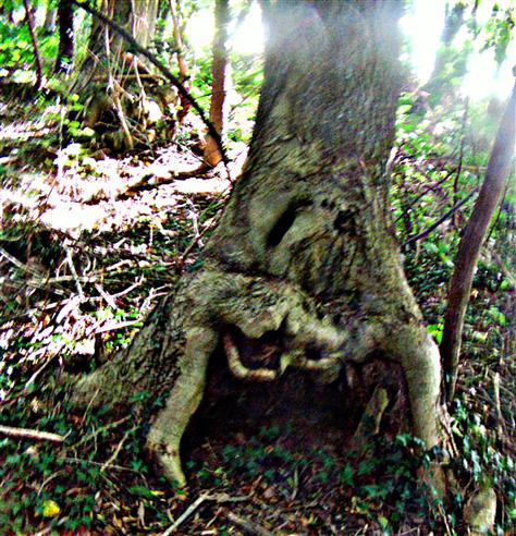 Höhle unterhalb eines Wurzeltellers eines Baumes(Traubeneiche(Quercus öetraea(Mattuschka)Liebl.))