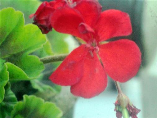 Blüte einer gezüchteten Petunie(Petunia(Juss.)I