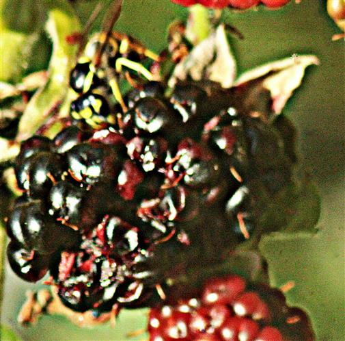 Gemeine Wespe(Vespula vulgaris(L. 1758)) an Brombeeren(Rubus sect. Rubus) fressend