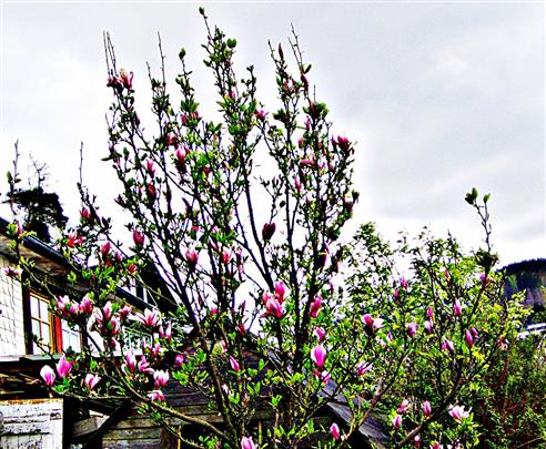 Purpur-Magnolie(Magnolia liliiflora(Desr.))