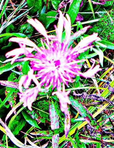 Blte einer Berg-Flockenblume(Cyanus montanus(L. )Hill.)