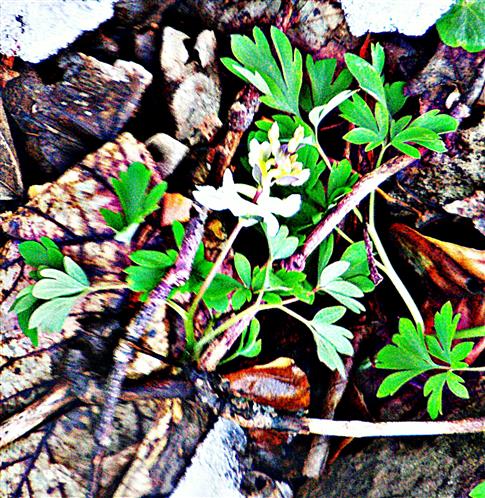 Hohler Lerchensporn(Corydalis cava(L.)Schweigg. & Krte)