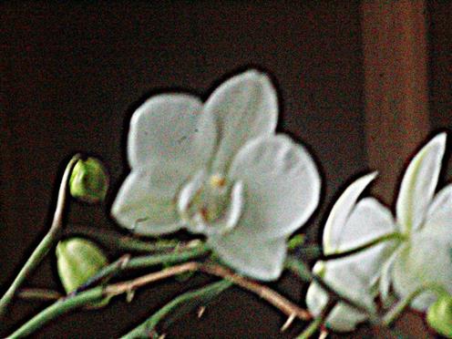 Weie Blten einer Schmetterlingsorchidee Phalaenopsis