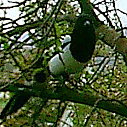 Elster(Pica pica(L. 1758)) in einer Kultur-Pflaumenbaum(Prunus domestica(L.))