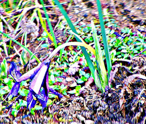 Kleine Zwerg-Schwertlilie(Iris histrioides(G.F. Wilson)S. Arn.)