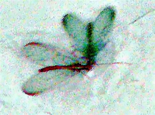 Gemeine Florfliege(Chrysoperla carnea(Stephens 1836))(beide Formen)