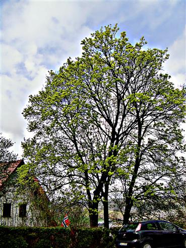 Silberahorn(Acer saccharinum(L.)) blhend