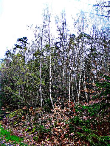 Gehlz von jungen Hnge-Birken(Betula pendula(L.)) im Hirschbergwald