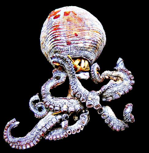 Ausgestopfter Gewhnlicher Krake(Octopus vulgaris(Cuvier 1797))