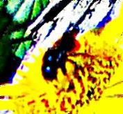 Gehrnte Mauerbiene(Osmia cornuta(Latreille 1805)) beim Bltenbesuch