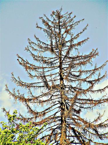 Abgestorbene Fichte(Picea abies(L.)H. Karst.)