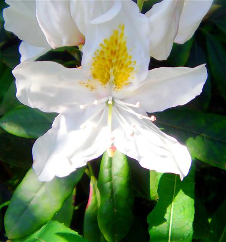 Blte eines weiblhenden Rhododendrons(
