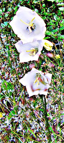 Pfirsichblttrige Glockenblume(Campanula persicifolia(L.))(weiblhend)