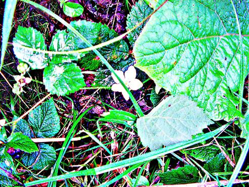 Brombeerblte(Rubus sect. Rubus) August 2023