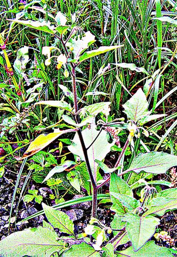 Schwarzer Nachtschatten(Solanum nigrum(L.))