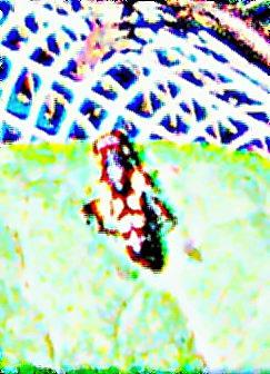 Gemeine Keulenschwebfliege(Syritta pipiens(L. 1758)) ruhend