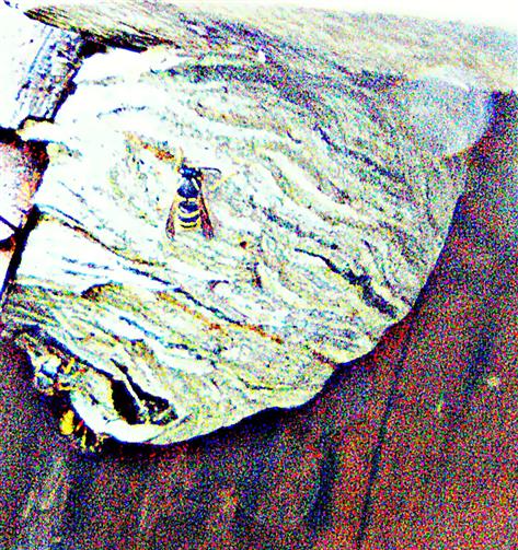Nest der Gemeinen Wespe(Vespula vulgaris(L. 1758)) in einem Holzfass