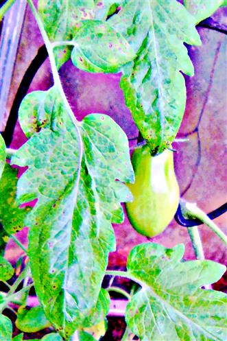 Grne San-Marzano-Tomate(Pomodoro San Marzano dellAgro Sarnese Nocerino DOP)(Solanum lycopersicum(L.))