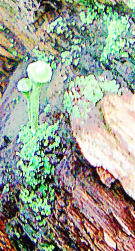 Trompetenflechte(Cladonia fimbriata(L.)Fr.)