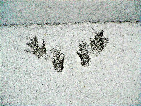 Spuren im Schnee (eines Eichhrnchens(Sciurus vulgaris(L. 1758))