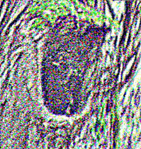Asthhle in einer Korbweide(Salix viminalis(L.))