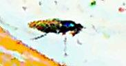 Grnglnzende Waffenfliege(Microchrysa polita(L. 1758))(weiblich)