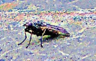 Fliege Coenosia attentuata(Stein 1903))