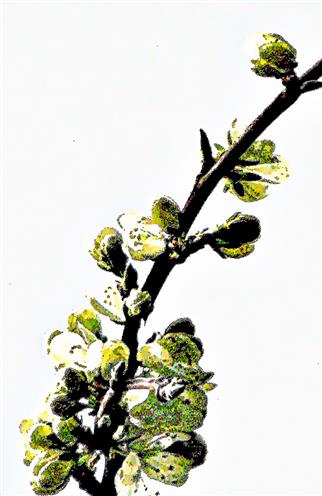Bltenzweig einer Kultur-Pflaume(Prunus domestica(L.))