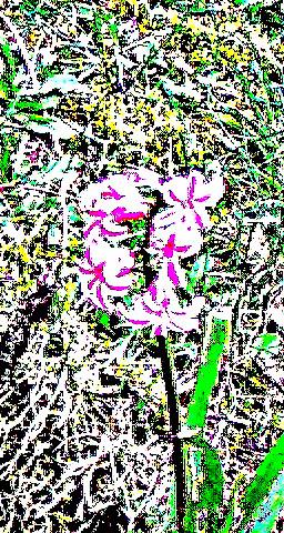 Gartenhyazinthe(Hyacinthus orientalis(L.))