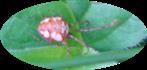 Herbstspinne(Metellina segmentata(Clerck 1757))