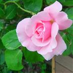 Gartenrose(Rosa indet.)