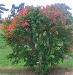 Spitz-Ahorn(Acer platanoides(L.))