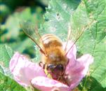 Westliche Honigbiene(Apis mellifera(L. 1758))