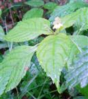 Kleines Springkraut(Impatiens parviflora(DC.))