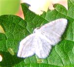Weißer Blütenspanner(Asthena albulata(Hufnagel 1767))