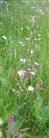 Wiesen-Glockenblume(Campanula patula(L.))