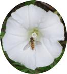 Hainschwebfliege(Episyrphus balteatus(L. )) auf einer Blüte einer echten Zaunwinde(Calystegia sepium(L.) R. Br.)