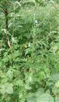 Gemeiner Beifuß(Artemisia vulgaris(L.))