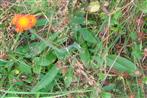 Orangerotes Habichtskraut(Hieracium aurantiacum(L.))