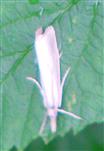 Weißer Graszünsler(Crambus perlella)