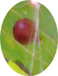 Eichengalle der Eichengallwespe(Biorhiza pallida) auf Eichenblatt(Quercus robur(L.))