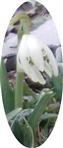 Gefülltes Schneeglöckchen(Galanthus nivalis(