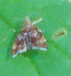 Spreizflügelfalter(Choreutidae)