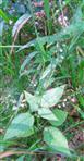Großes Hexenkraut(Circaea lutetiana(L.))