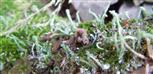 Pfriemen-Geweihflechte(Cladonia subulata(L. )Weber ex F.H.Wigg.)