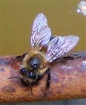 Westliche Honigbiene(Apis mellifera(L. 1758)) auch bei Aufnahme von Feuchtigkeit