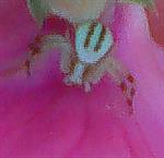 Veränderliche Krabbenspinne(Misumena vatia) Männchen auf breitblättriger Platterbse(Lathyrus latifolius(L.))