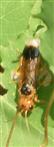 Gespinst-Blattwespe(Pamphilius betula) 1