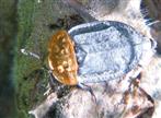 Rothalsige Silphe(Oiceoptoma thoracicum(L. 1758))