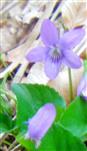Waldveilchen(Viola reichenbachiana(Boreau))